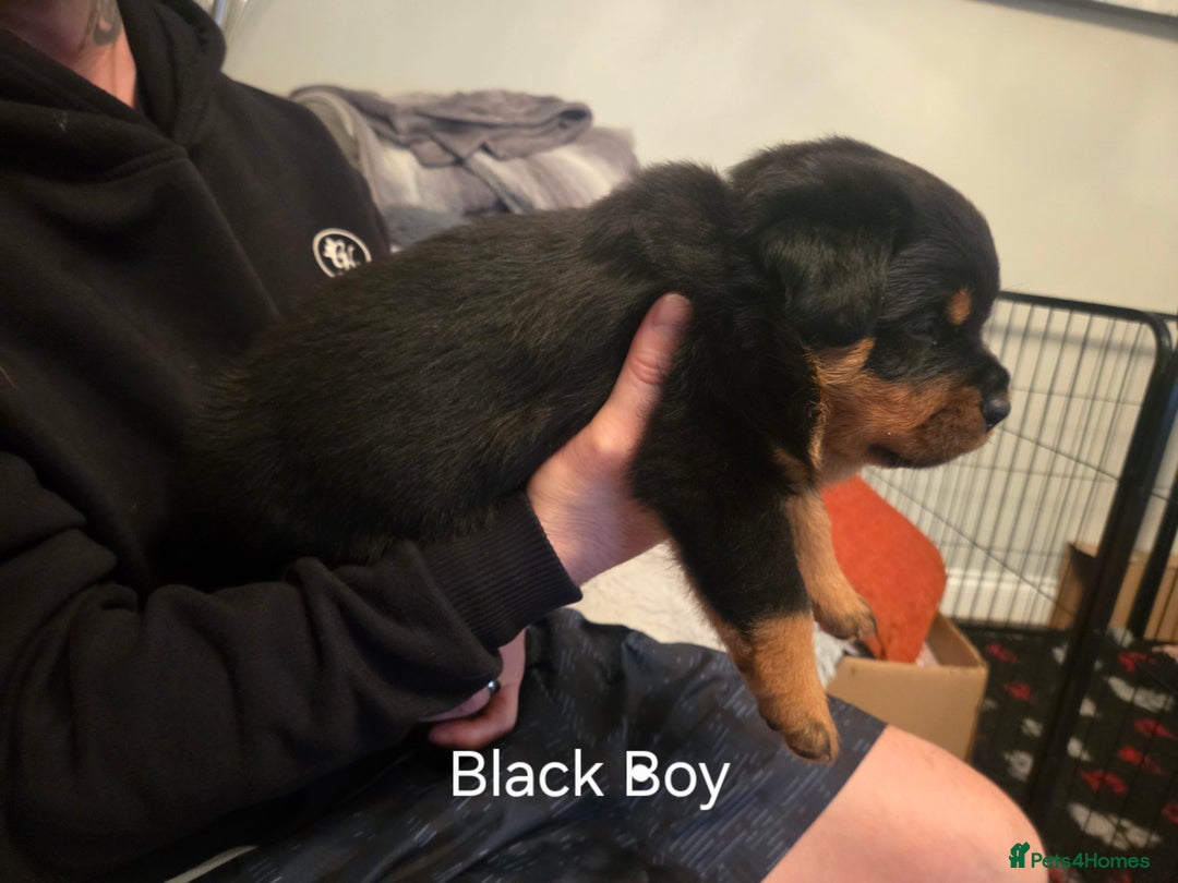 Rottweiler dogs for sale: ***Ready Now*** KC Registered Rottweiler Puppies - Advert 33