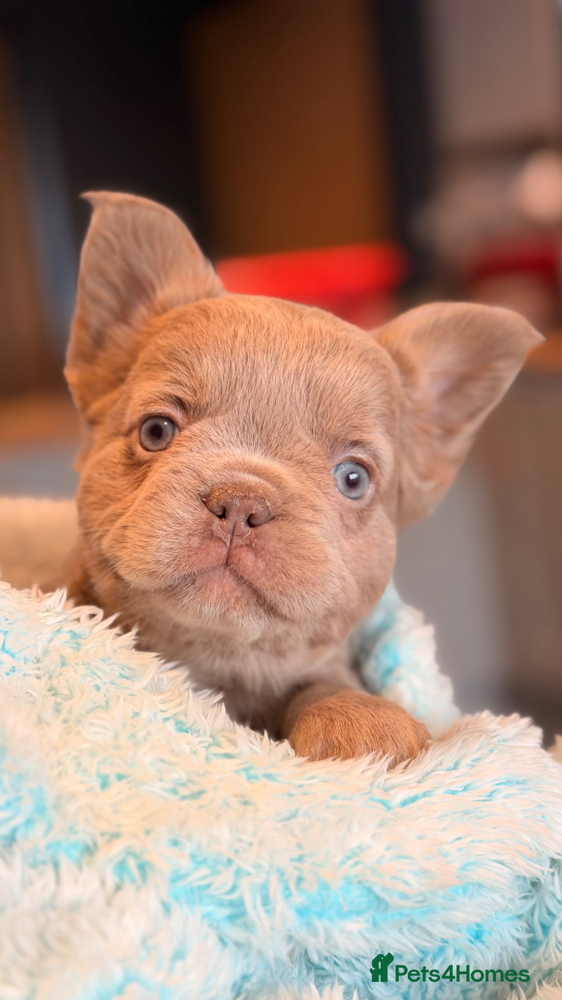 French Bulldog dogs beautiful french bulldog pups  - Advert 8