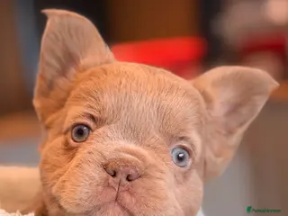French Bulldog dogs beautiful french bulldog pups - Advert 3