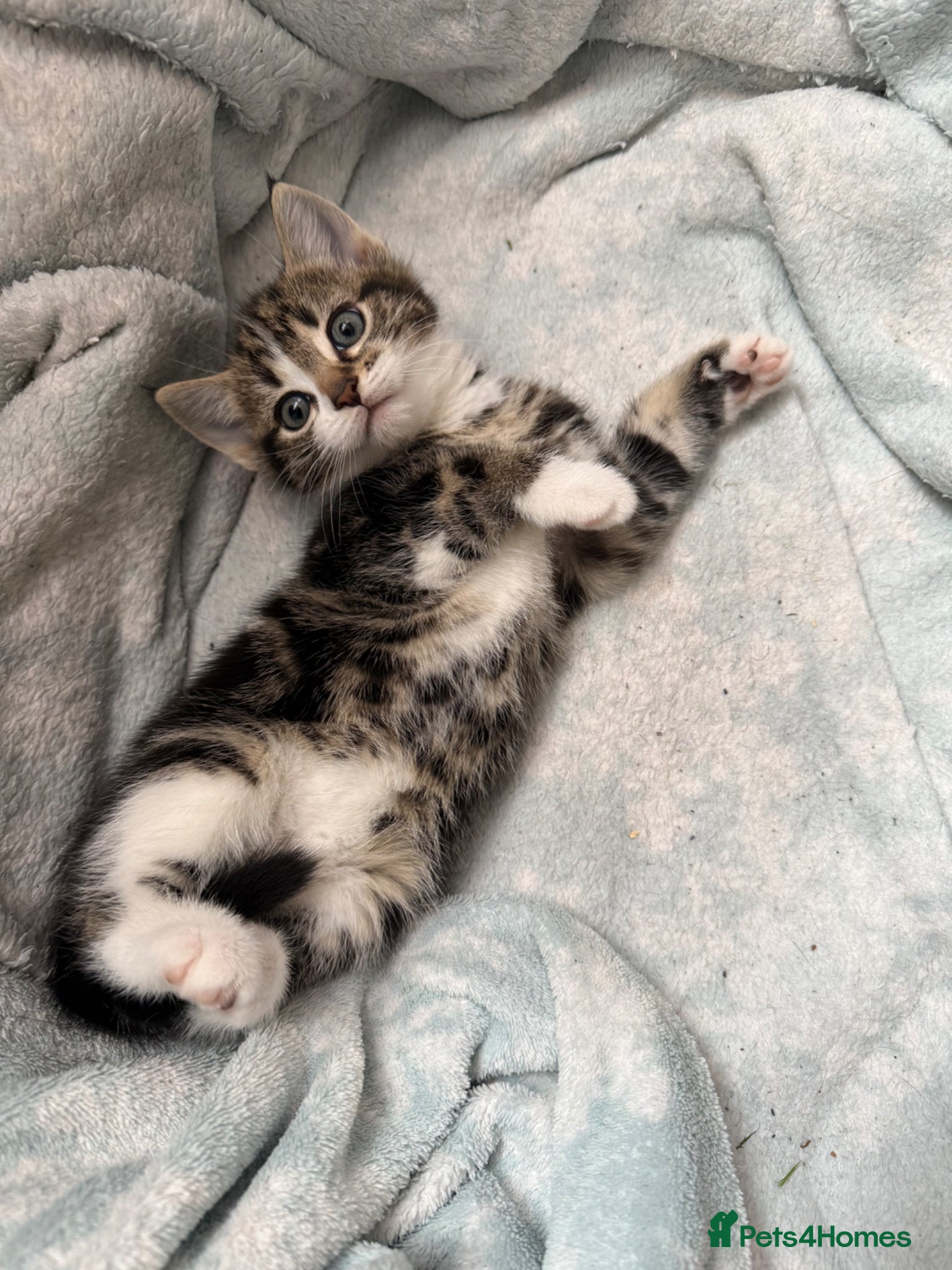 Mixed Breed cats Gorgeous kittens,boy and girl  - Advert 6