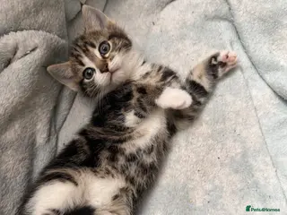 Mixed Breed cats Gorgeous kittens,boy and girl - Advert 6