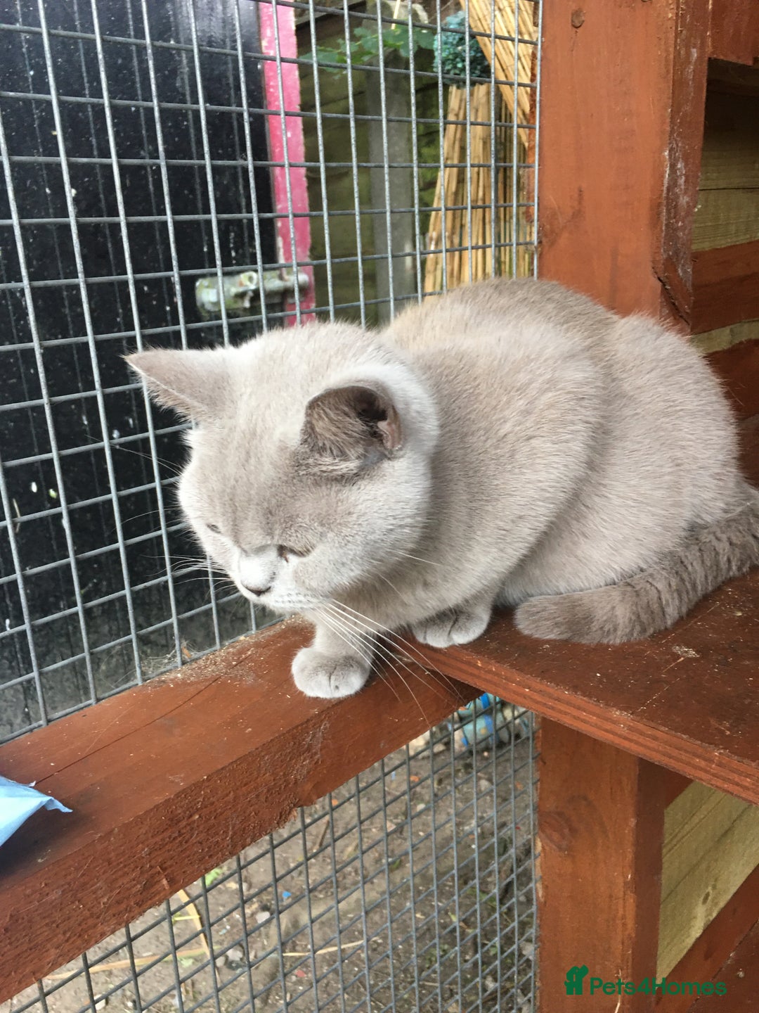 Mixed Breed cats for sale: Bsh x - Image 1