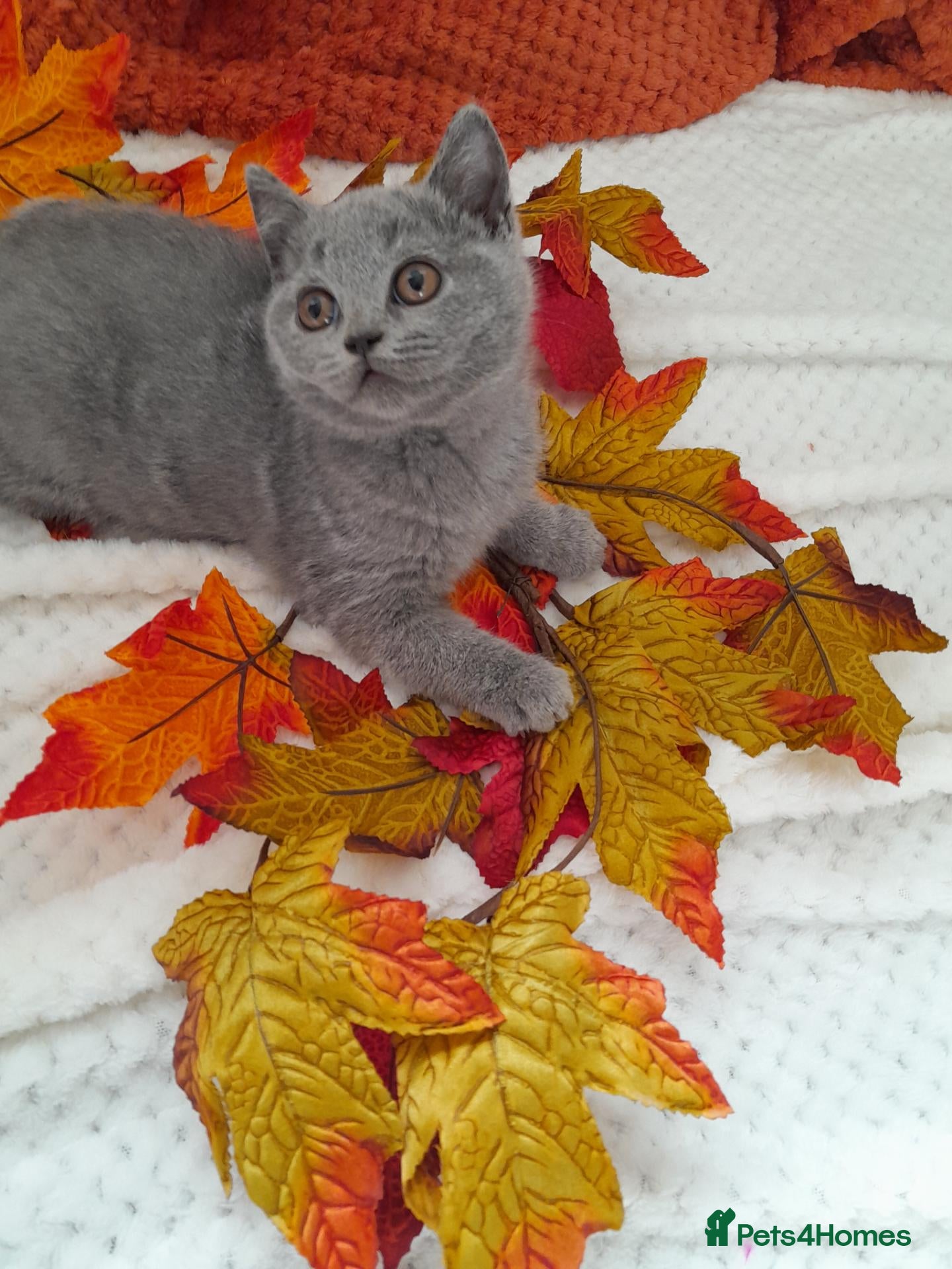 British Shorthair cats for sale: Adorable GCCF Ready British Shorthair Kittens - Advert 2