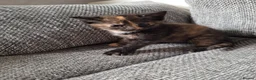 Mixed Breed cats for sale: Adorable kittens ready for their new home - Advert 4