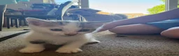 Mixed Breed cats for sale: Kittens ready for their new homes - Advert 4
