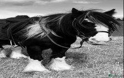 Irish Cob horses for sale: 12.2 mini cob gelding  - Image 1