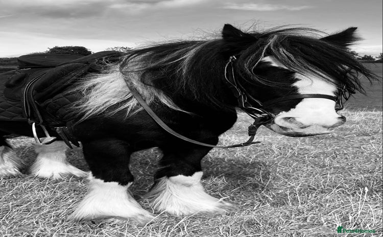 Irish Cob horses - Advert 1