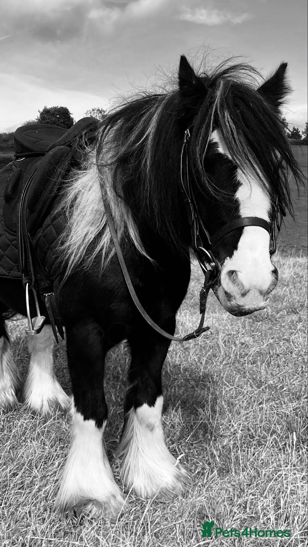 Irish Cob horses for sale: 12.2 mini cob gelding  - Image 1