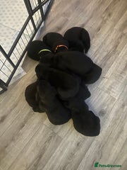 Cane Corso Puppy 10