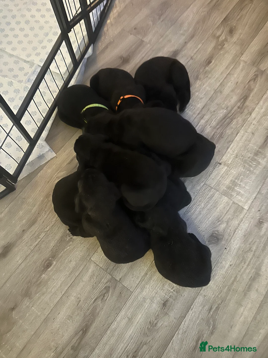 Cane Corso dogs for sale: Mr A Hendy - Advert 15