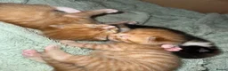 Mixed Breed cats for sale: 3 beautiful kittens  - Advert 21