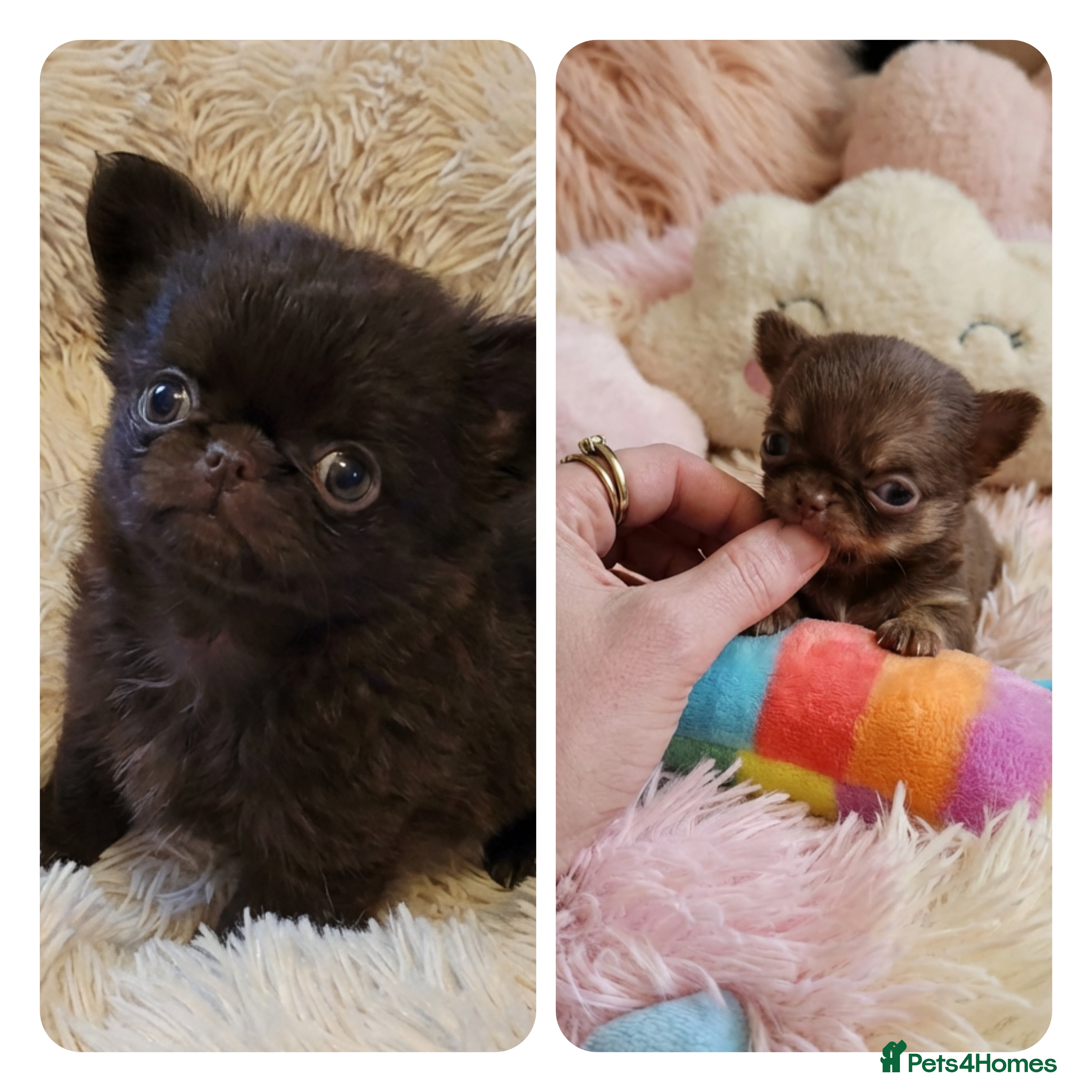 Chihuahua dogs XxQuality Chihuahua Chocolate Thai breeding pupsXx - Advert 6