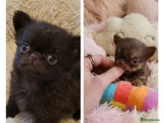 Chihuahua dogs XxQuality Chihuahua Chocolate Thai breeding pupsXx - Advert 2