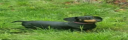 Dachshund dogs for sale: Stunning Standard Smooth hair Dachshund Puppies. - Advert 35