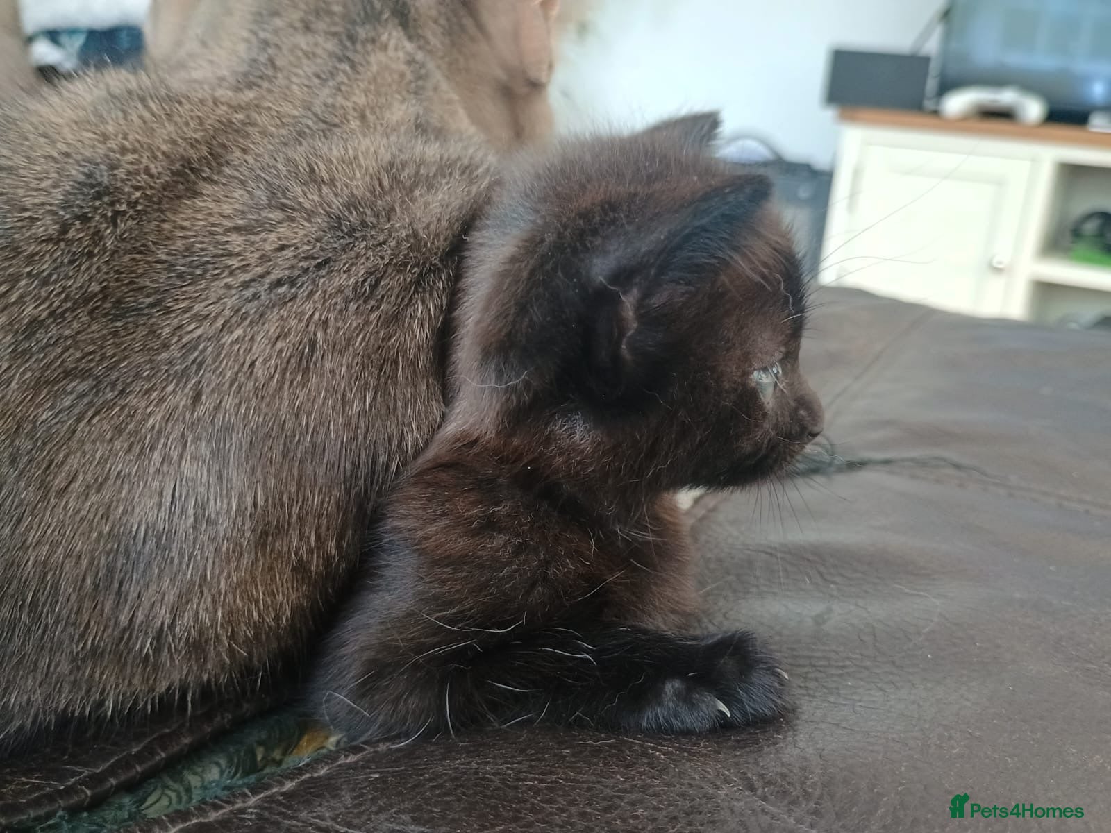 Mixed Breed cats for sale: 2 lovely female black kittens - Advert 5