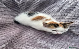 Mixed Breed cats for sale: Adorable kittens and mother looking for a new home - Image 2