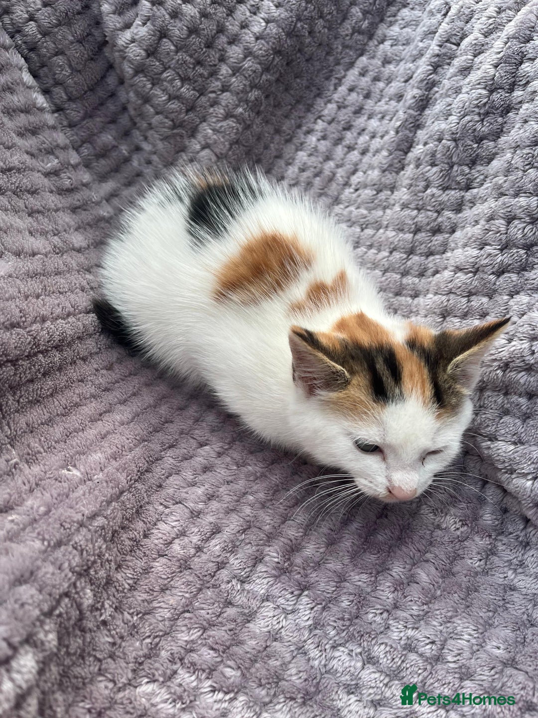 Mixed Breed cats for sale: Adorable kittens and mother looking for a new home - Image 2