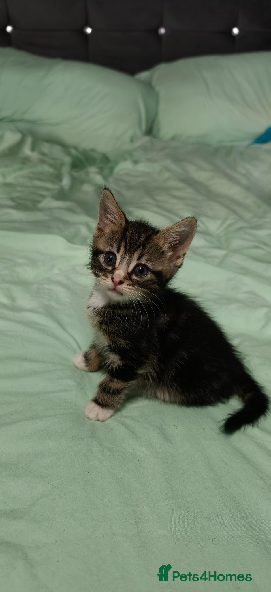 Mixed Breed cats Beautiful kittens £80 each - Advert 1
