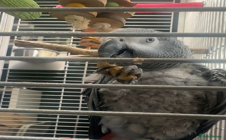 Parrots birds - Advert 1