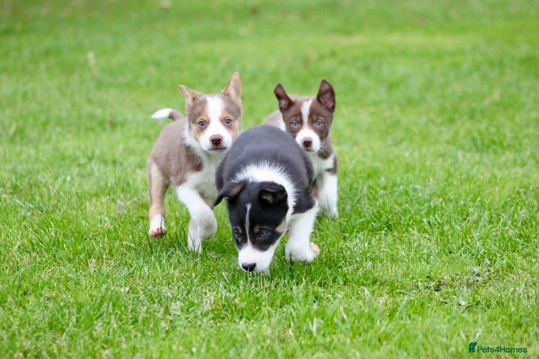 Border Collie dogs for sale: Border Collie Puppies  - Image 2
