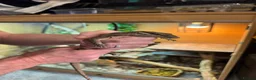 Monitor reptiles for sale: Kimberley Monitor  in Leigh - Advert 9