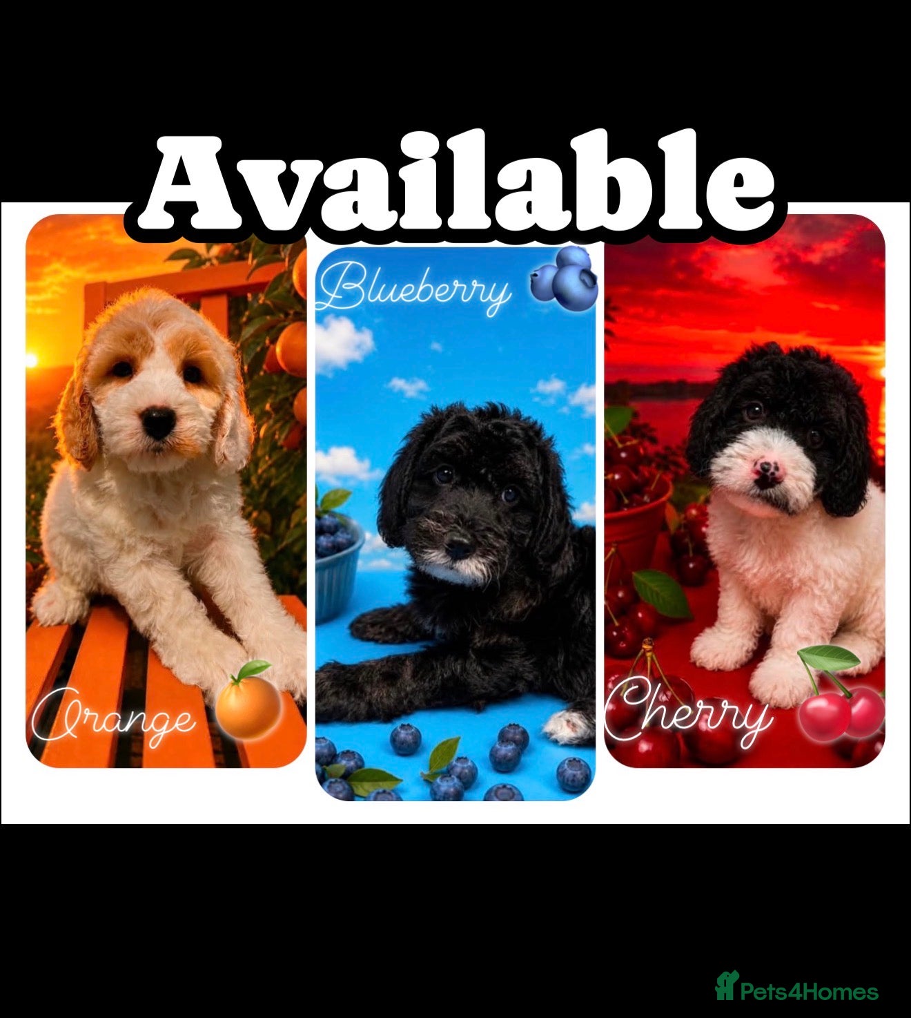 Cockapoo dogs Gorgeous F1 cockapoo puppies  - Advert 1