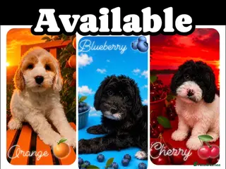 Cockapoo dogs Gorgeous F1 cockapoo puppies - Advert 1