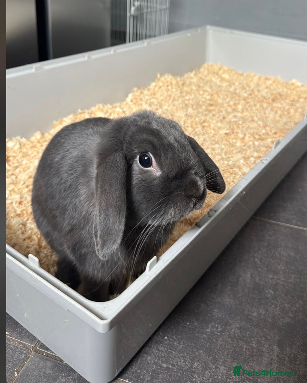 Mini Lop rabbits I’m looking to rehome my bunny - Advert 1