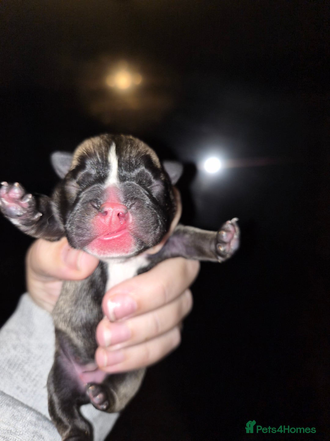 Mixed Breed dogs for sale:  Female Hybrid Bulldog Pups - Image 4