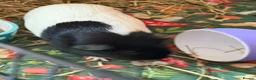 Guinea Pig rodents for sale: Female guinea pig  - Advert 2