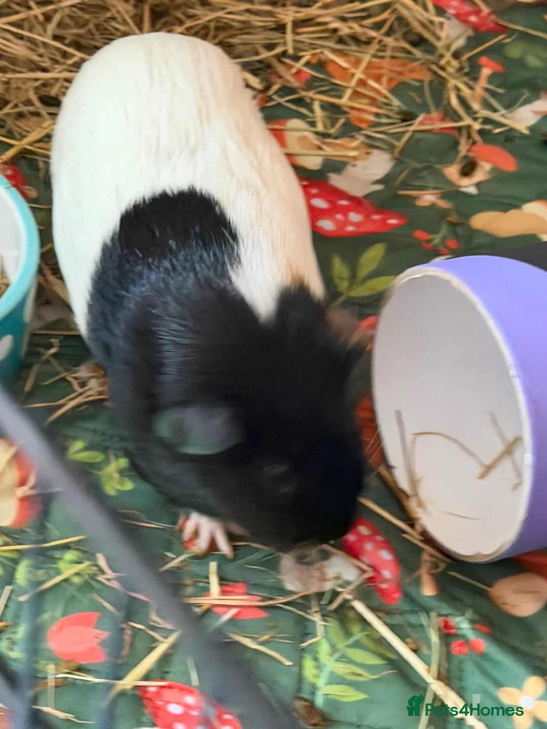 Guinea Pig rodents for sale: Female guinea pig  - Advert 2
