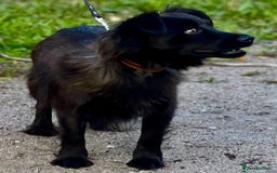 Schipperke dogs for adoption: Tina’s Story: From Despair to Hope - Image 5