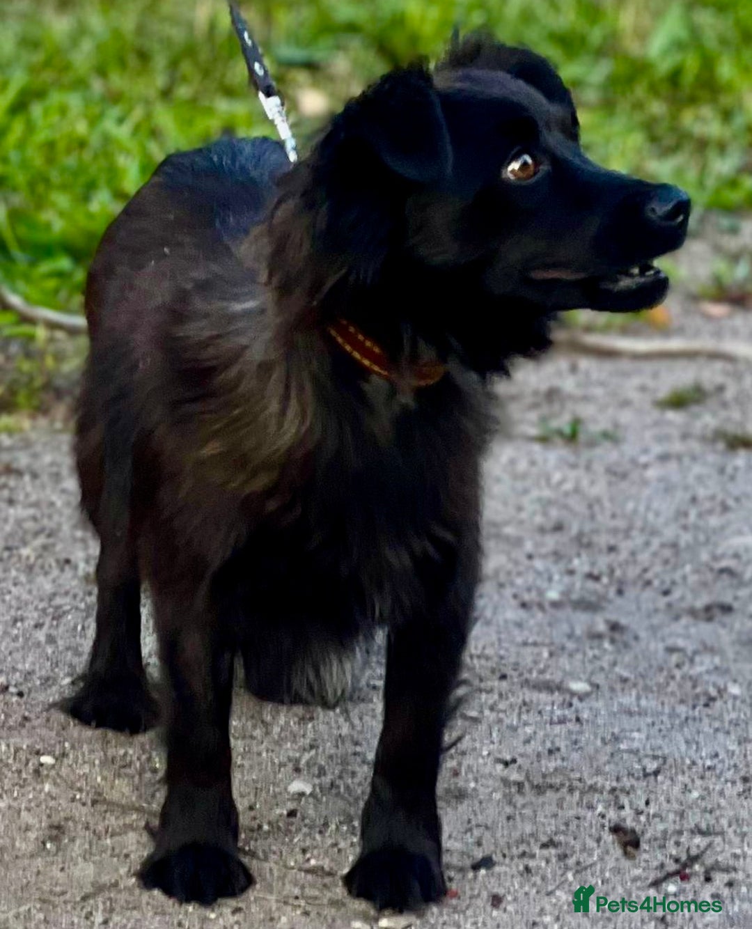 Schipperke dogs for adoption: Tina’s Story: From Despair to Hope - Image 5