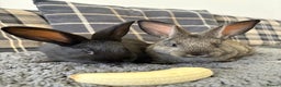 Mixed Breed rabbits for sale: Two Bucks  - Advert 3