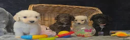 Cockapoo dogs for sale: Adorable cockapoo puppys  - Advert 7