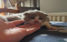 British Shorthair cats for sale: GCCF Registered British Shorthair Kittens - Image 18