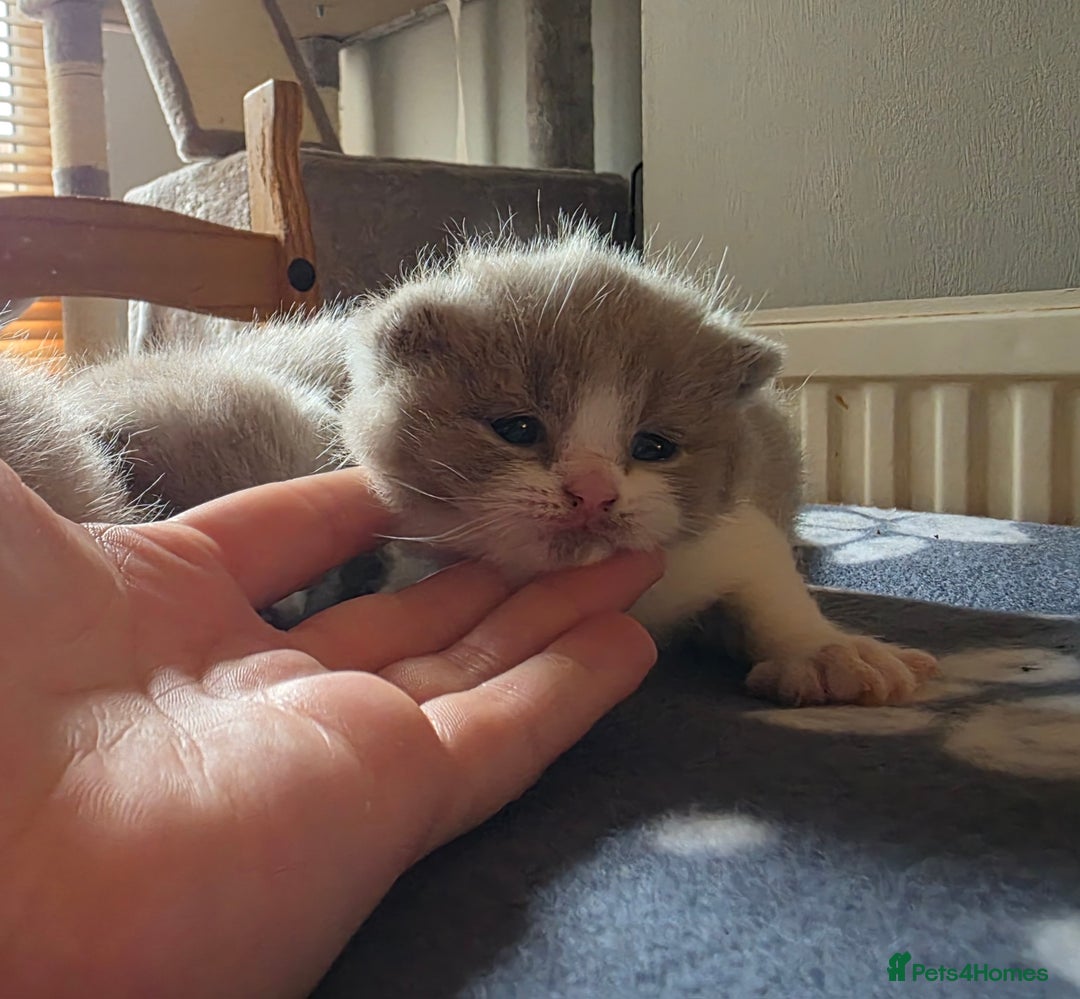 British Shorthair cats for sale: GCCF Registered British Shorthair Kittens - Image 18