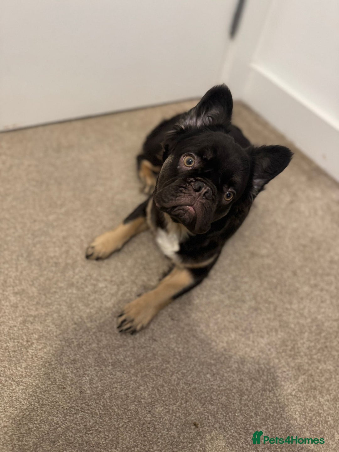 French Bulldog dogs for sale: Lovely, Affectionate Fluffy French Bulldog  - Advert 1