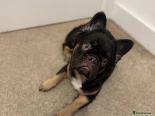 French Bulldog dogs Lovely, Affectionate Fluffy French Bulldog - Advert 13