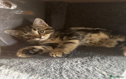 Mixed Breed cats for sale: Kittens for sale  - Image 2