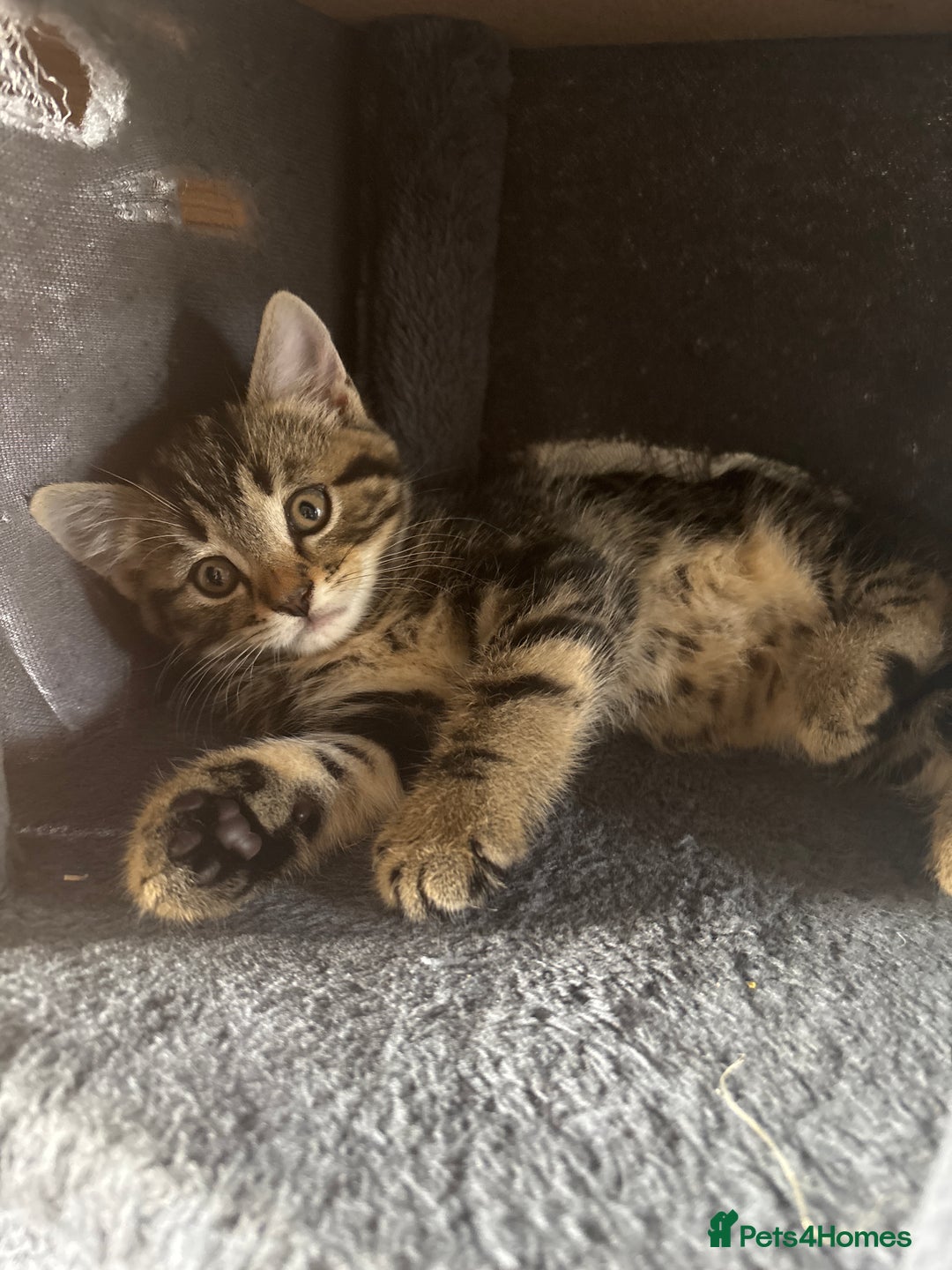 Mixed Breed cats for sale: Kittens for sale  - Image 2