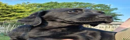 Labrador Retriever dogs for sale: Chunky KC reg Labrador Pups in Norwich - Advert 4