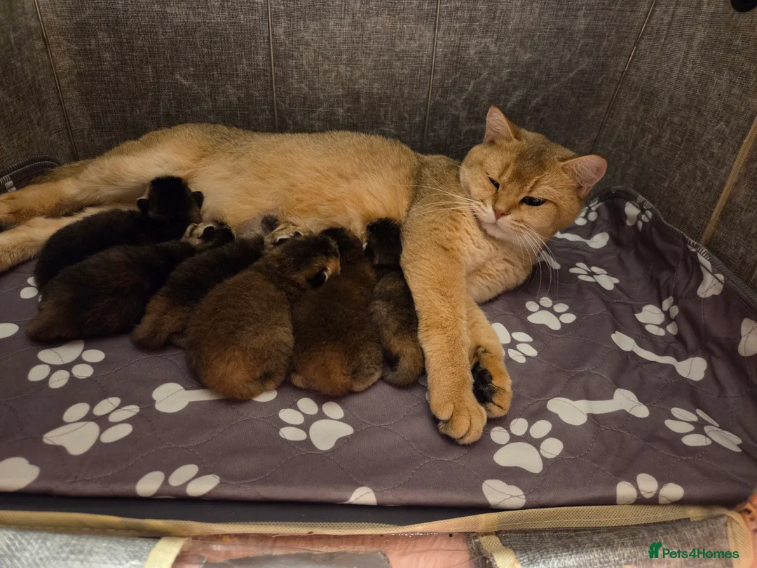 Scottish Fold cats for sale: Scottish Fold Kittens - Advert 4