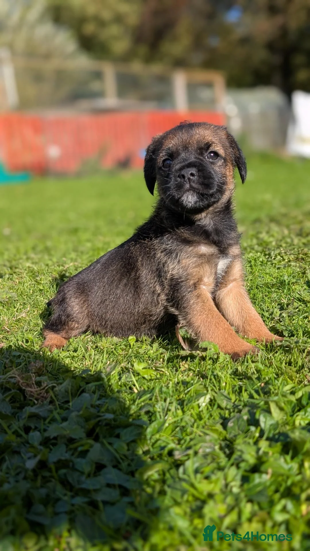 Border Terrier dogs for sale: Boisterous Borders  - Advert 2
