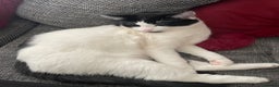 Domestic Shorthair cats for sale: Rocky  - Advert 3