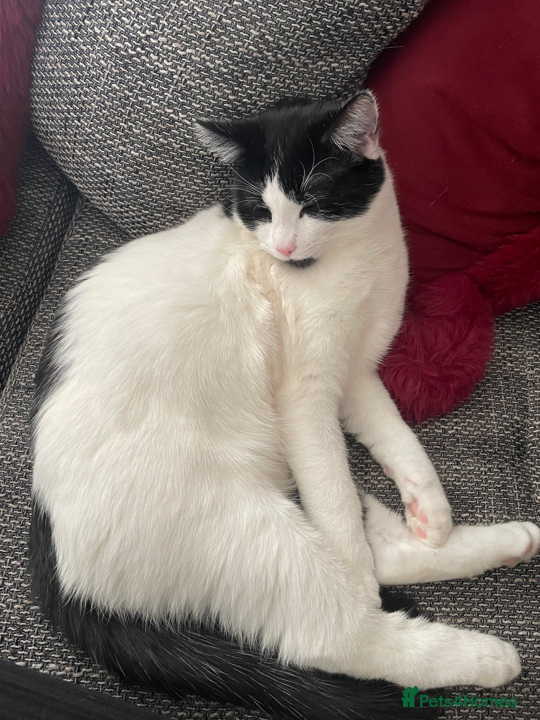 Domestic Shorthair cats for sale: Rocky  - Image 3