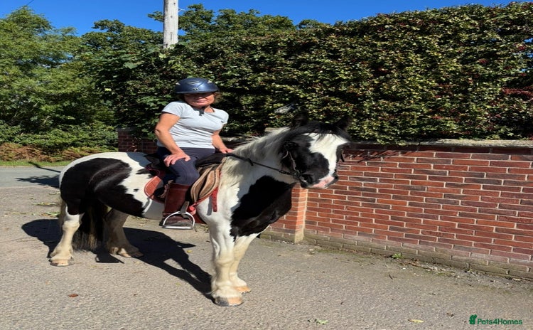 Irish Cob horses - Advert 1