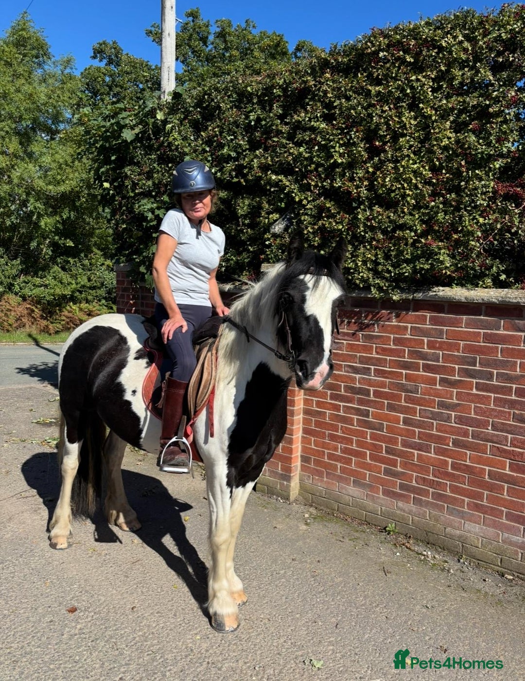 Irish Cob horses for sale: (Spirit) black and white riding filly  - Image 1