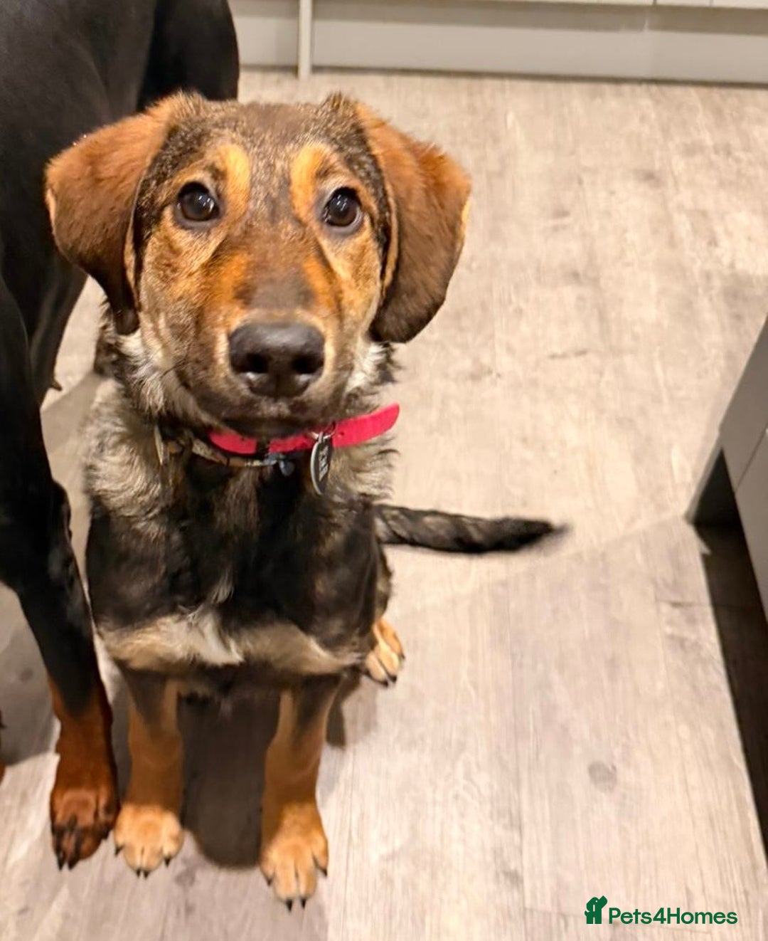 Mixed Breed dogs for adoption: Beautiful Ruby !  - Advert 3