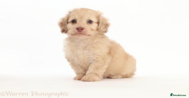 Doxiepoo dogs - Advert 8
